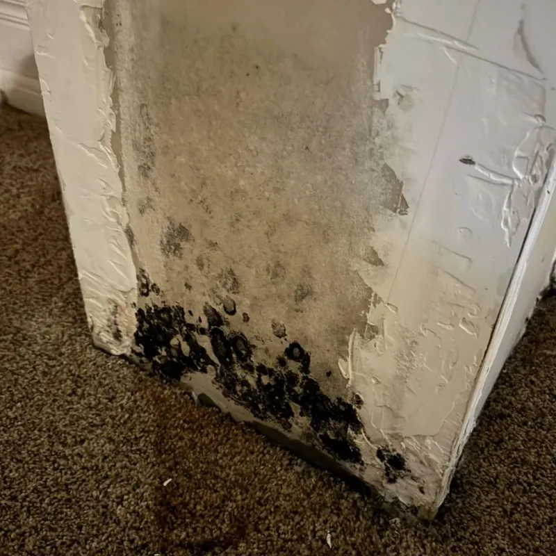 Professional Mold Removal in La Monte, MO